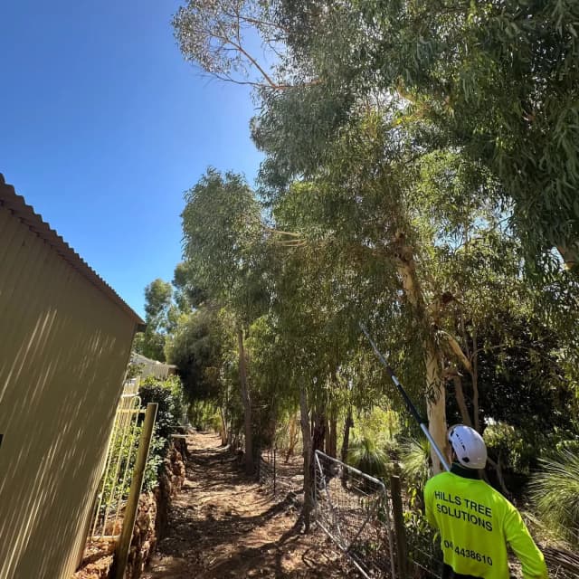 Professional pole saw work